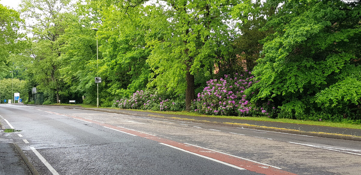 Рододендроны вдоль обочины дорог.  Фото из личного архива 