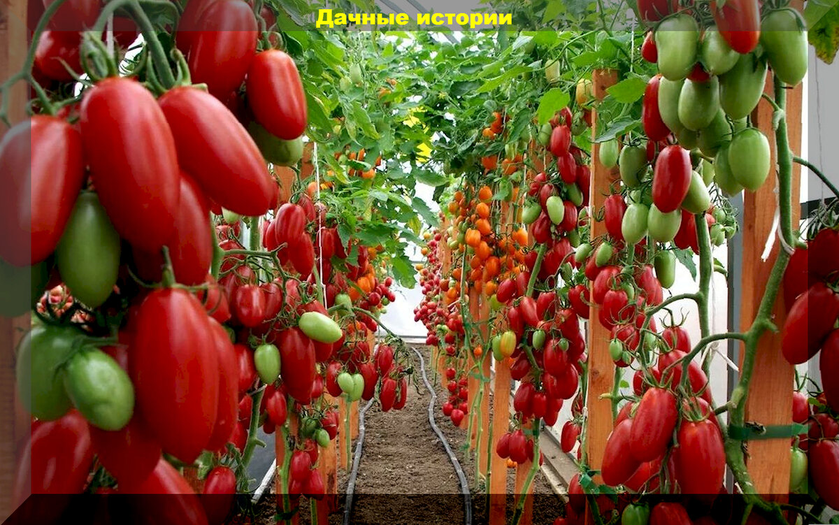Секреты богатого урожая томатов главные советы и рекомендации