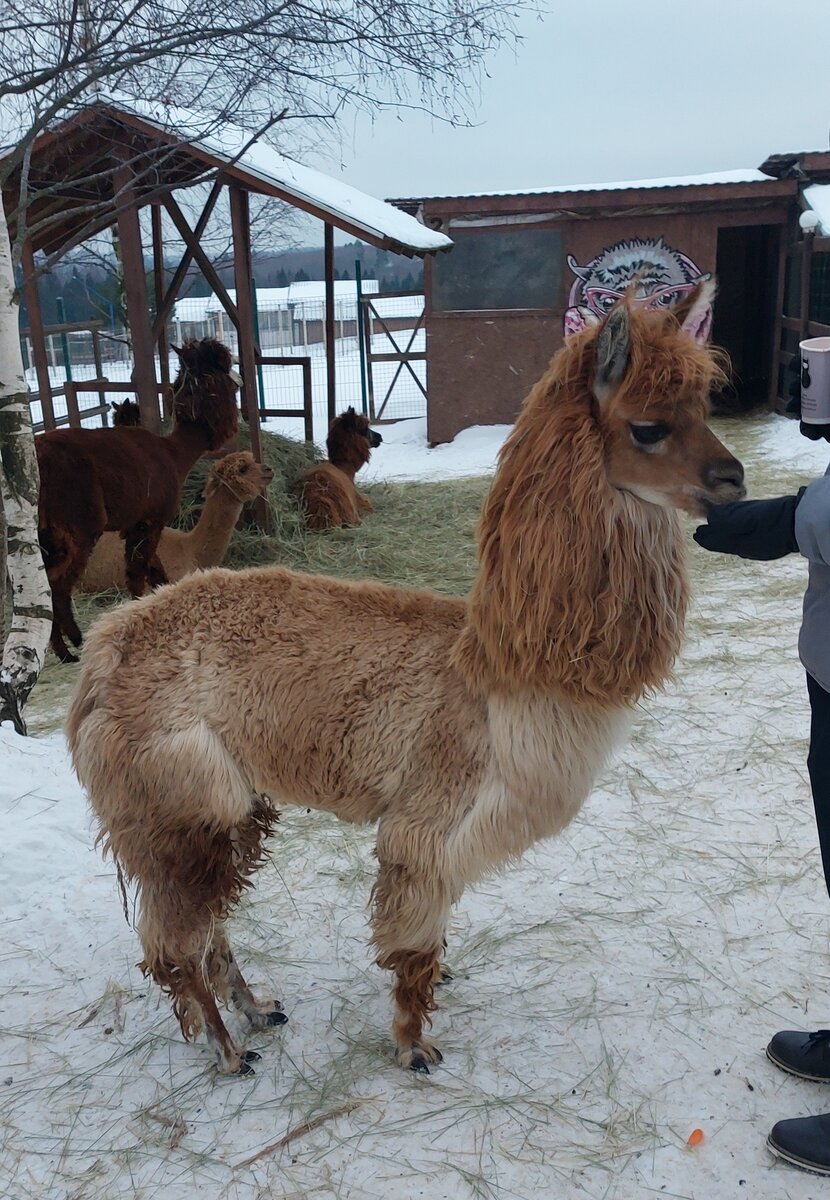 Кормление альпаки