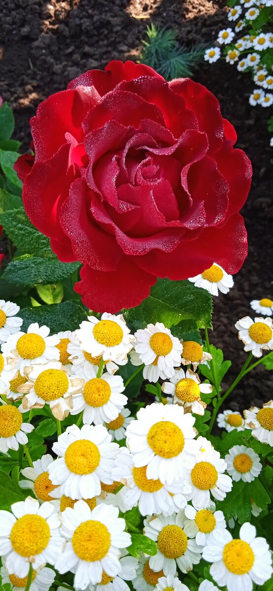 Омаж а Барбара флорибунда