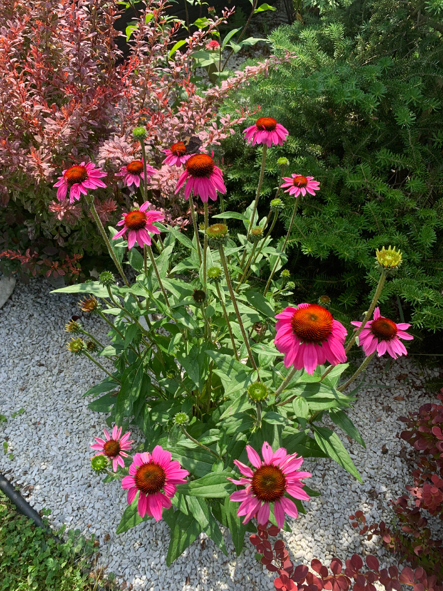 Echinacea purpurea Fatal Attraction - роковое влечение