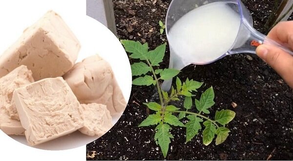 Подкормка растений дрожжами