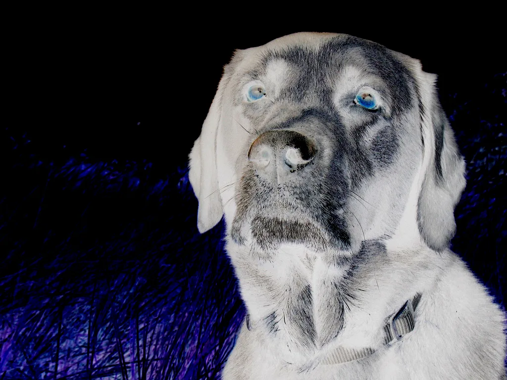 Яндекс Картинки