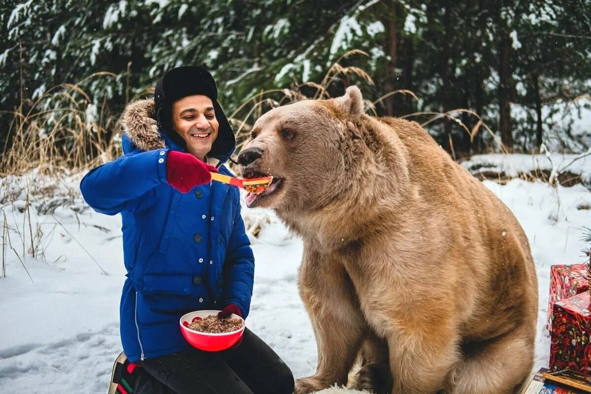 Медведь Россия