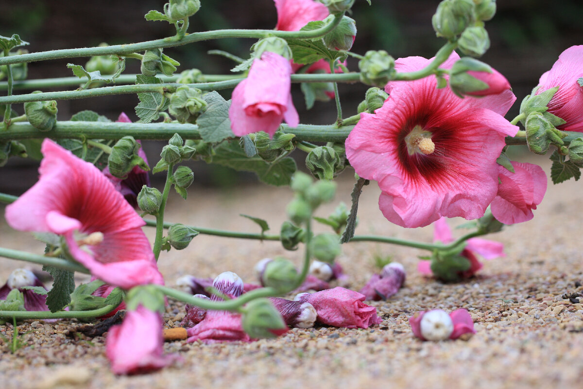  В ноябре вы сможете купить   в нашем магазине 45 наименований многолетников, начиная от агастахе и заканчивая цефалярией