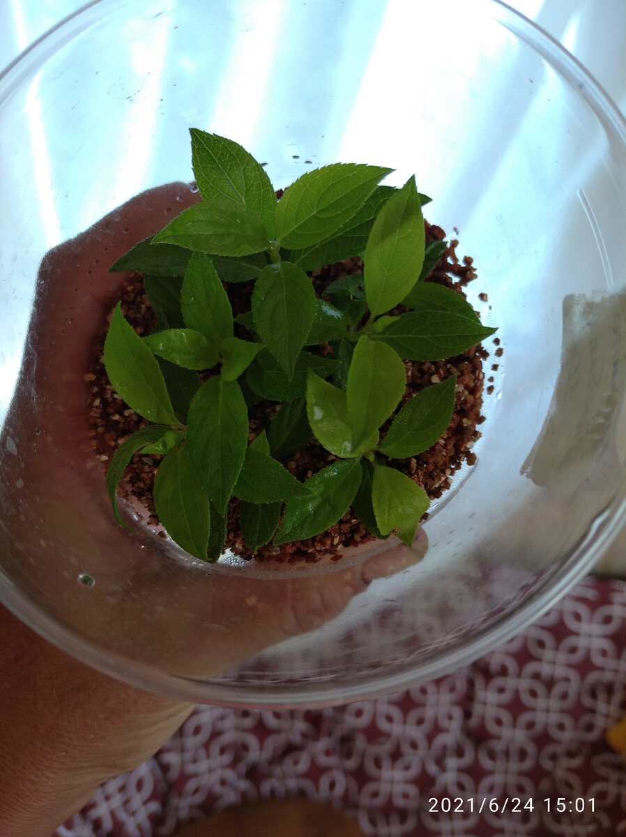 Укоренившиеся гортензии.