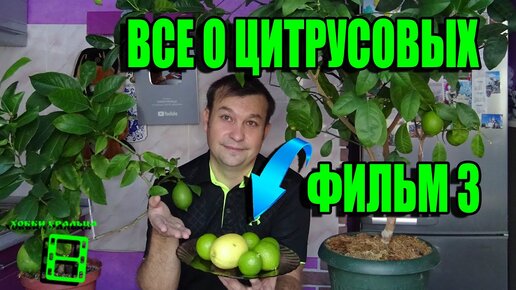 ВСЕ О ВЫРАЩИВАНИИ ЛИМОНА, МАНДАРИНА В ДОМАШНИХ УСЛОВИЯХ ФИЛЬМ 3. ЦВЕТЕНИЕ. ПЛОДОНОШЕНИЕ. УРОЖАЙ