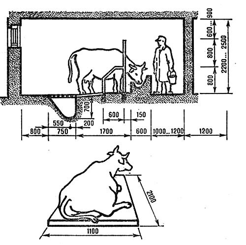 Размеры стойла для коровы