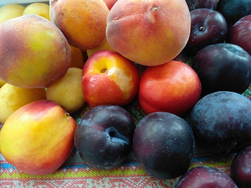 Фрукты для заготовки