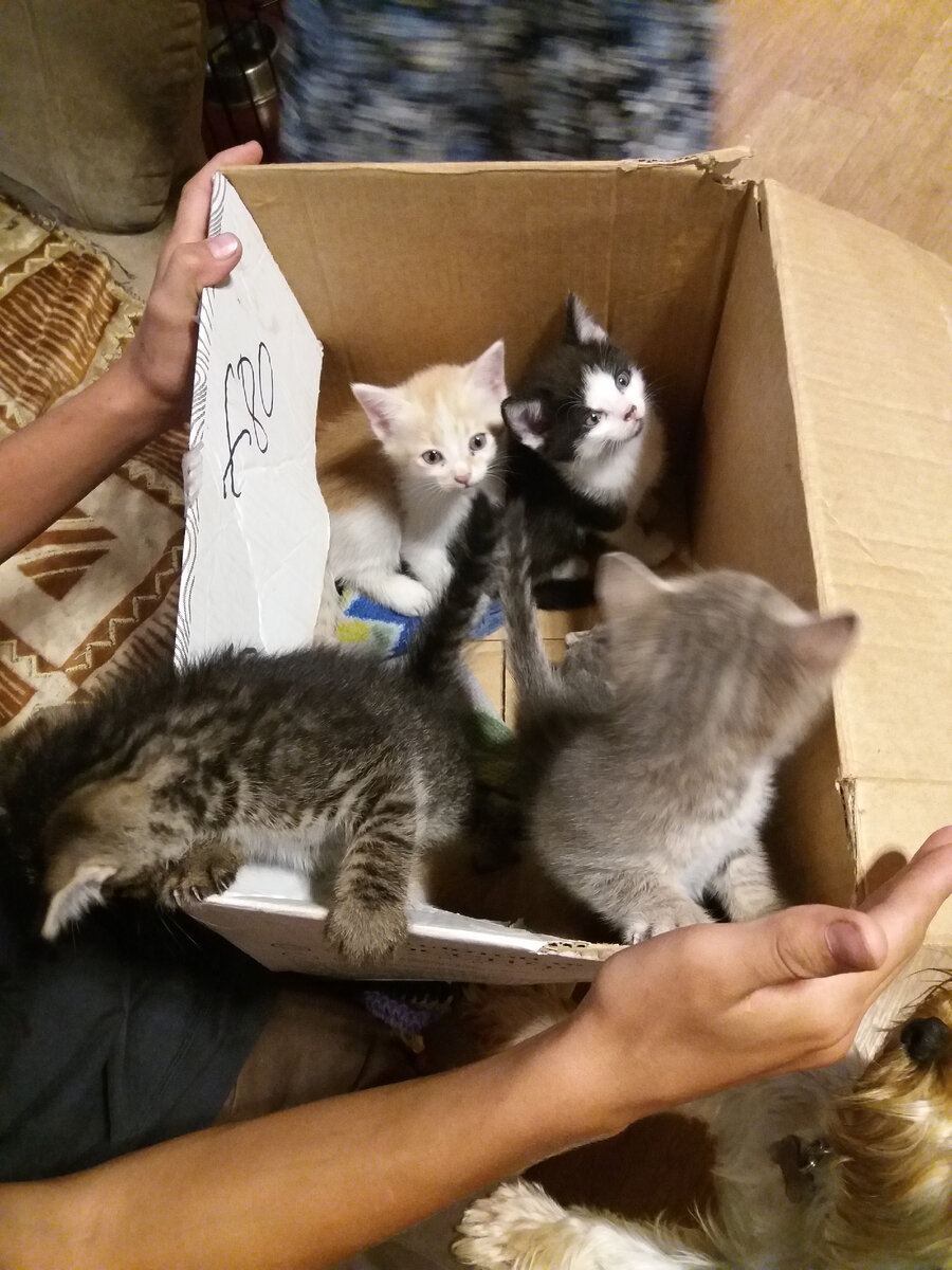 Только привезли малышей домой