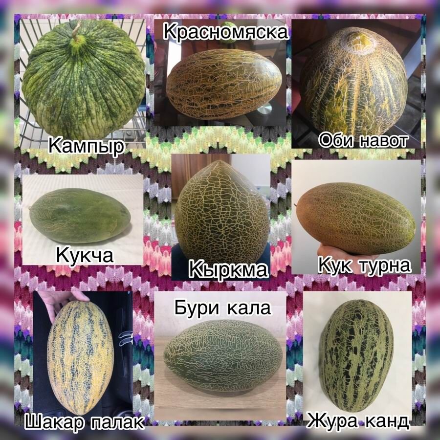 Дыни Узбекистана