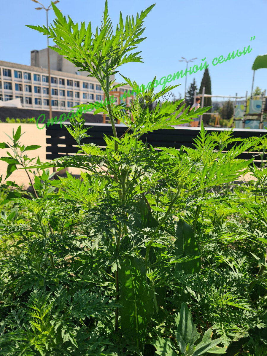 Красивый и пока еще не опасный сорняк