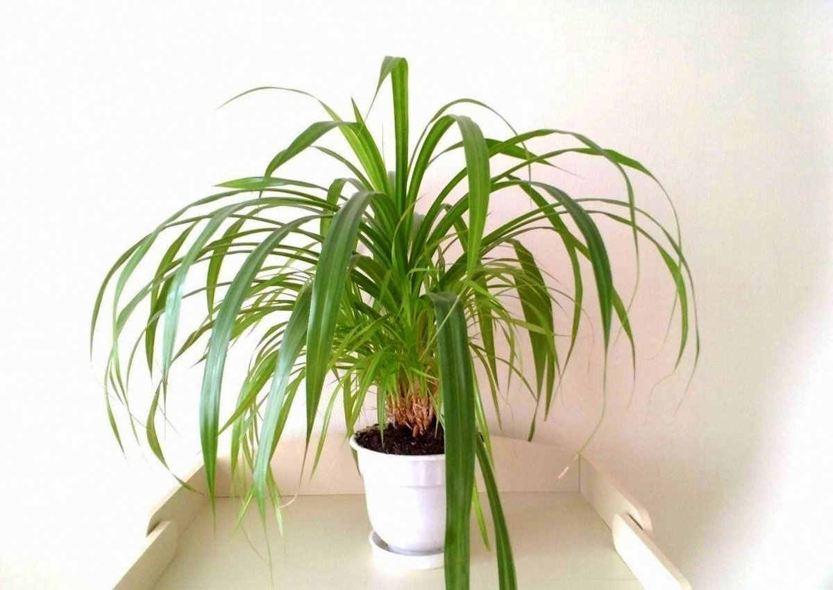 пандан растение. панданус цветок. панданус винтовая пальма. панданус цветок. панданус вейча.