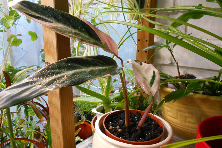 ФОТО «СПб ведомости»