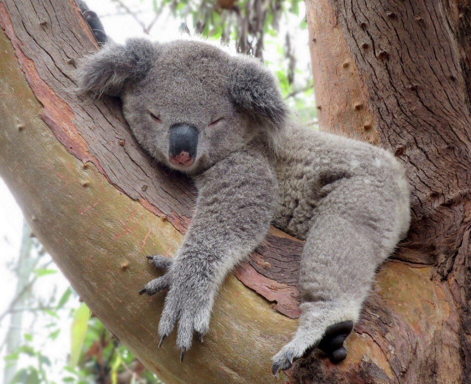 смешно спит коала - фото из сети