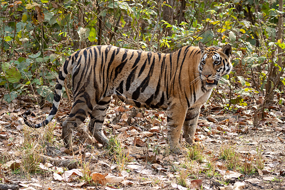 Как зовут тигрицу. Panthera Tigris acutidens. Panthera Tigris acutidens череп. Panthera Tigris increase. Tigris cz.