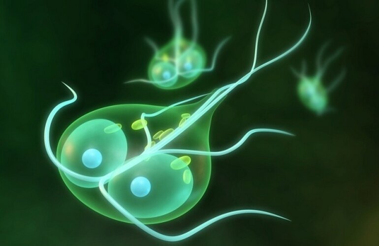 лямблия кишечная