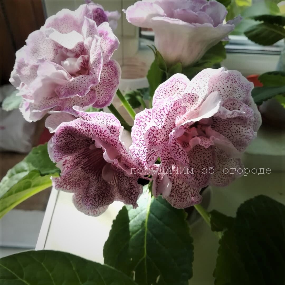 Мои любимые глоксинии