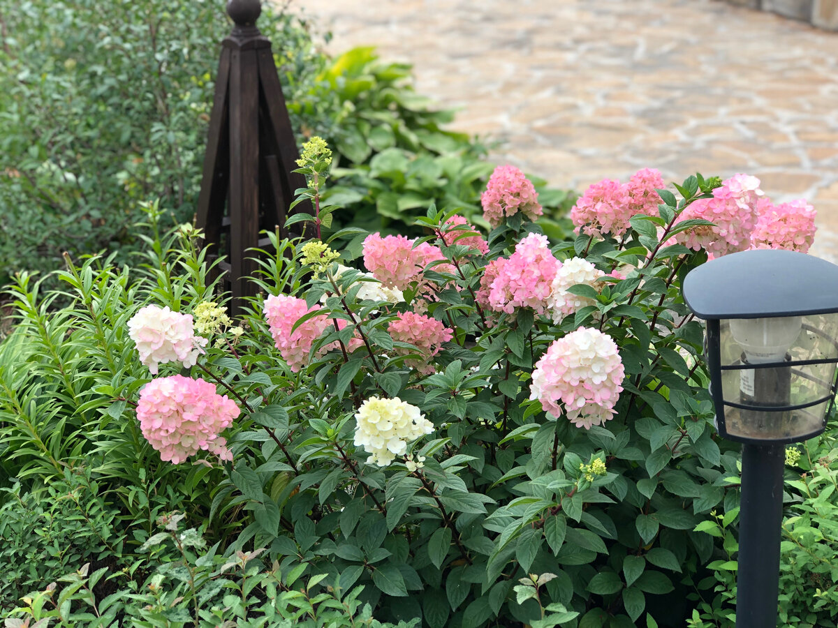 Соцветия мелкие, несмотря на весеннюю обрезку