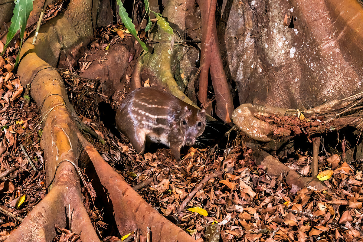 Пака — обитатель тропических лесов: 10 интересных фактов из жизни крупного пятнистого грызуна