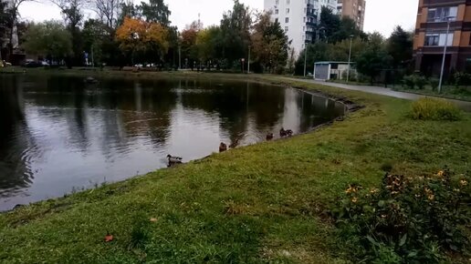 Кошачий пруд новогиреево почему так называется. Кошачий пруд новогиреево. кошачий пруд москва. лось в кошачьем пруду. кошачий пруд новогиреево на карте.