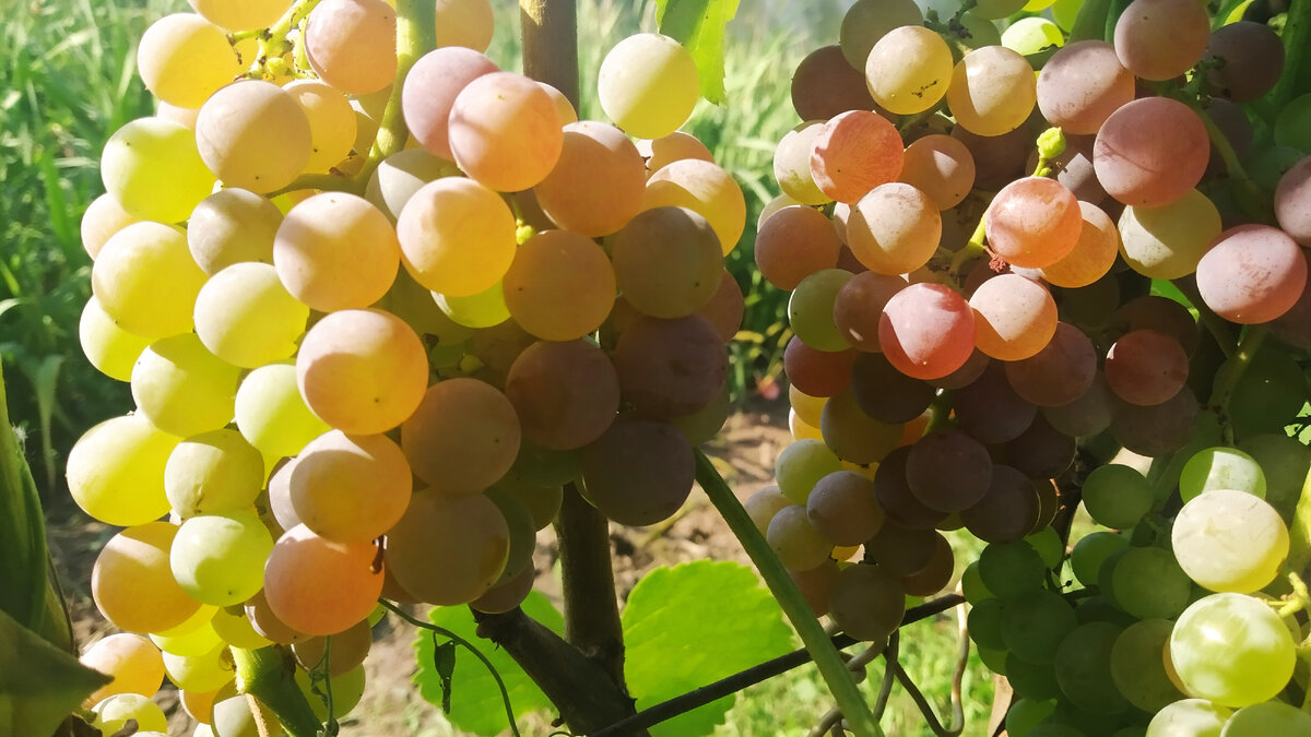 Виноград выращивание и подкормка осенью. Чем подкормить виноград дляхорошего вызревания. Как выращивать виноград.
