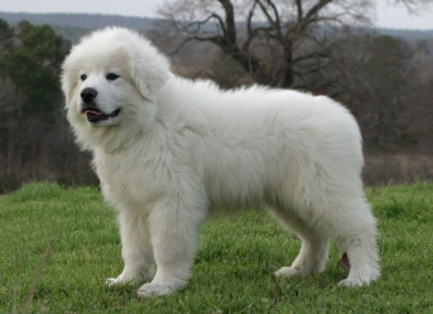 Крупная белая порода собак. Пиренейская Горная овчарка. Пиренейская овчарка белая. Горная собака пиренейской породы. Пиренейская овчарка короткошерстная.