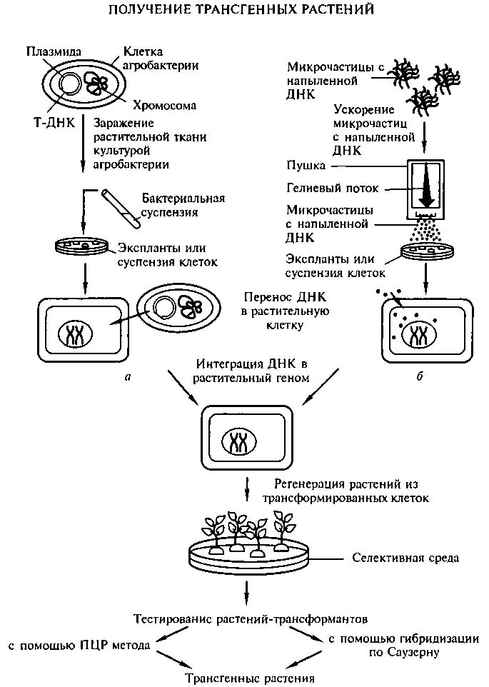 Схема получения трансгенных растений: а — культивация с использованием агробактерией; б — методом биобаллистики.