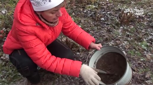 Подзимний посев цветов, просто. Какие цветы можно посеять в зиму.