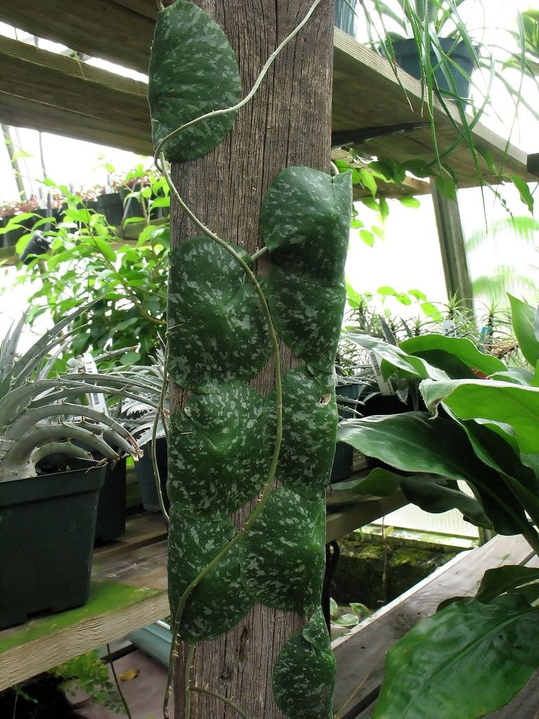 Настоящие обнимашки с бревном выглядят так