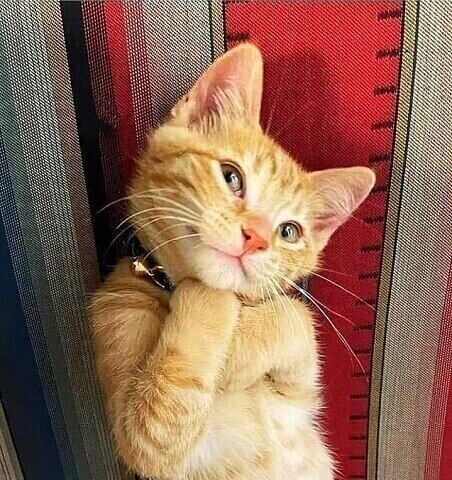 иллюстрация из яндекс картинки.