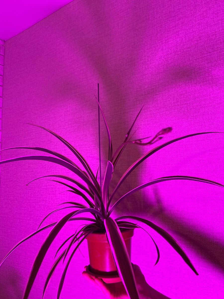 Хлорофитум. 