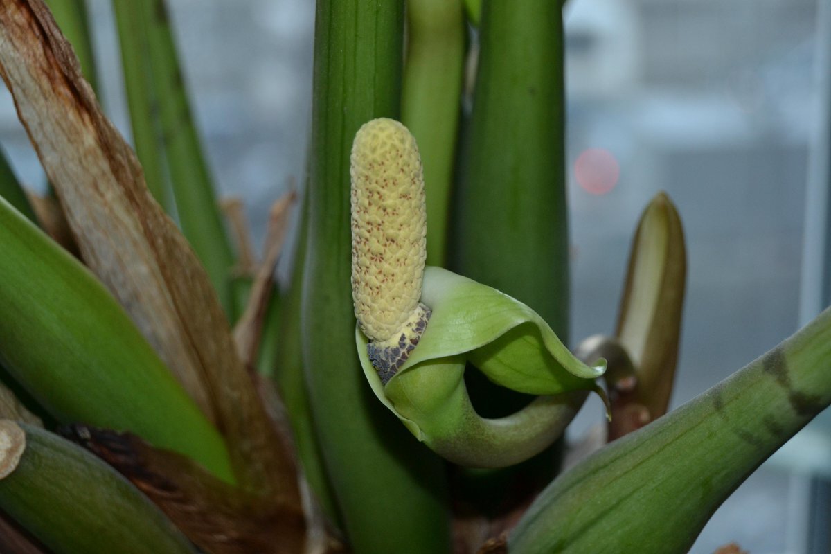 Он похож на клюв утки,или на кукурузу?