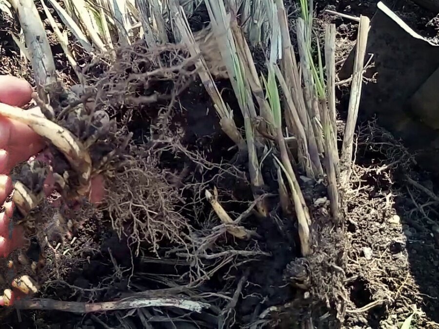 Фото не мое