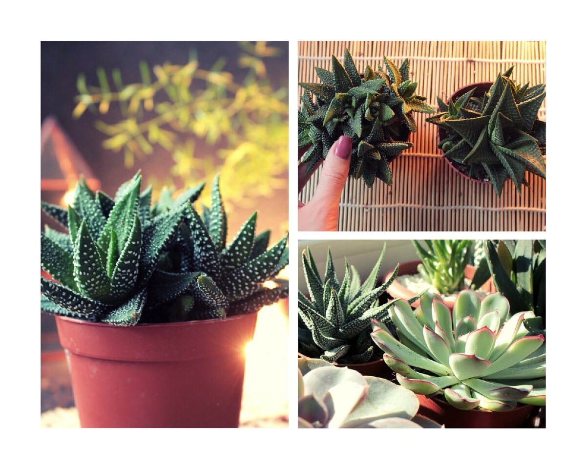 Суккуленты для флорариума