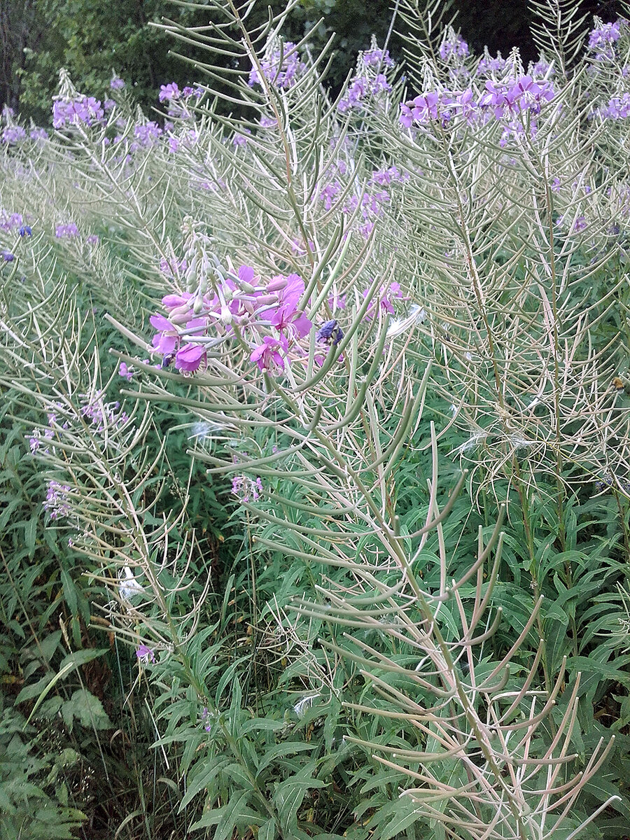 Такой иван-чай нет смысла собирать, вся сила ушла в семена. Лист уже не имеет вкуса.