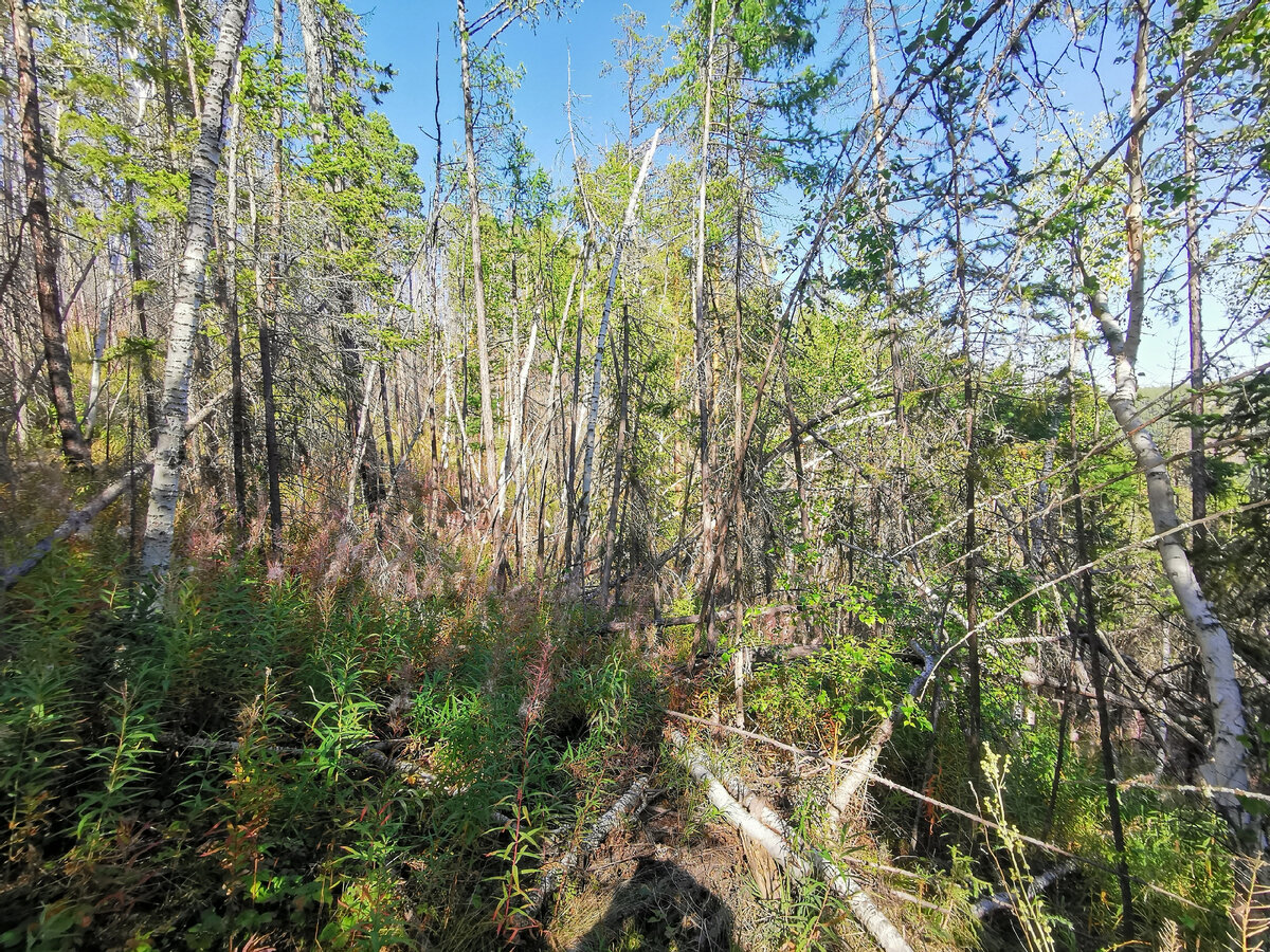 Табага якутия. Озеро в табаге. Речка еланка. Якутия 2020. Якутия 2020.