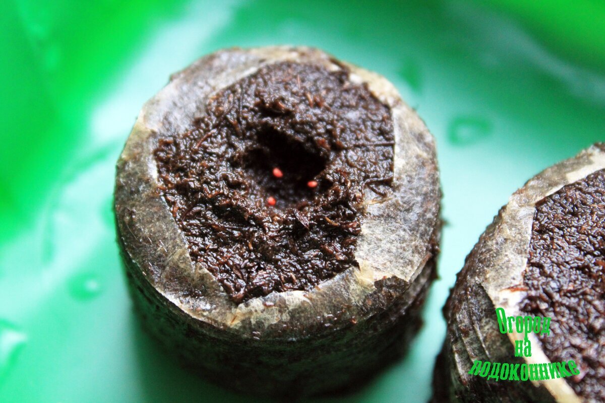 рассадка в торфяных таблетках. клубника в торфяных таблетках. торфяные таблетки для рассады. всходы земляники. торфяные таблетки для рассады.