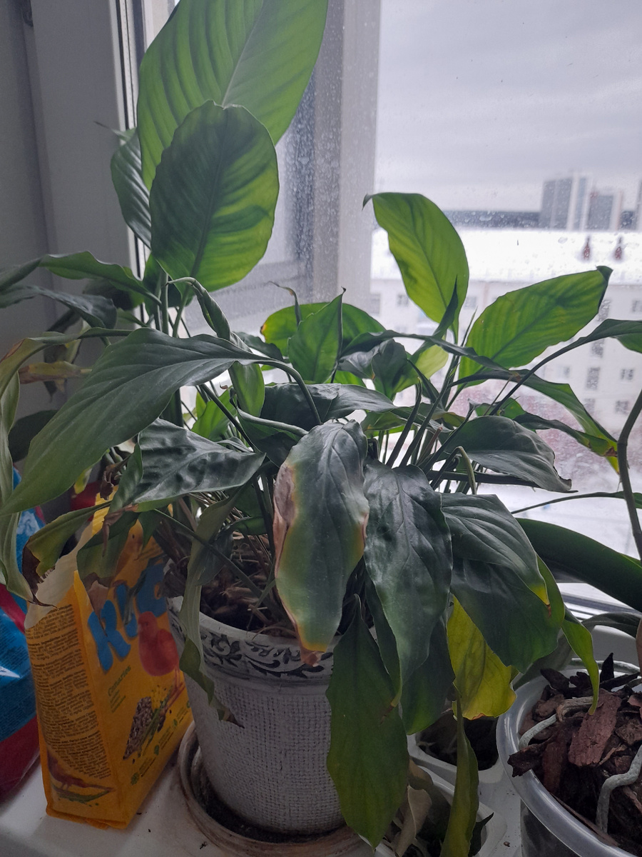 Мой спатифиллум (сейчас выставлен на продажу)