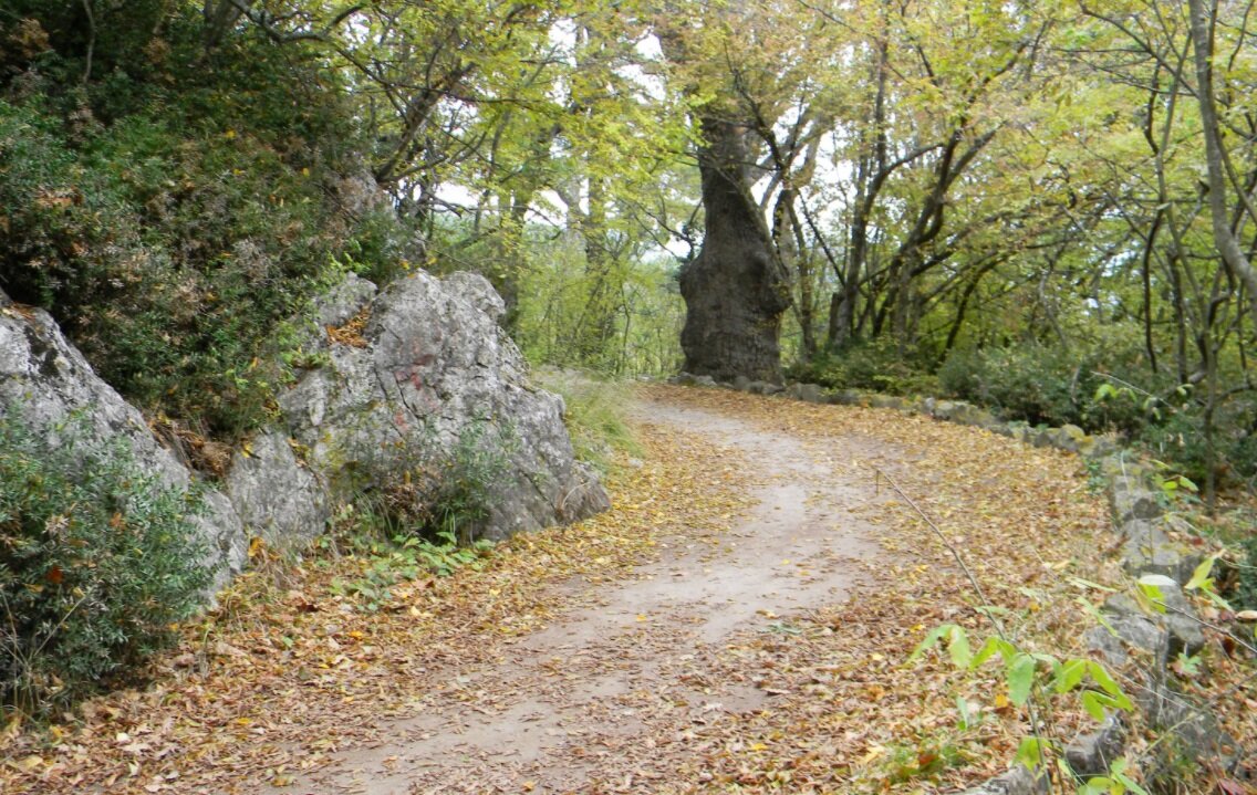 Царская тропа в Крыму. Источник фото https://south.life/dosug-i-turizm/83-carskaya-tropa-v-krymu.html