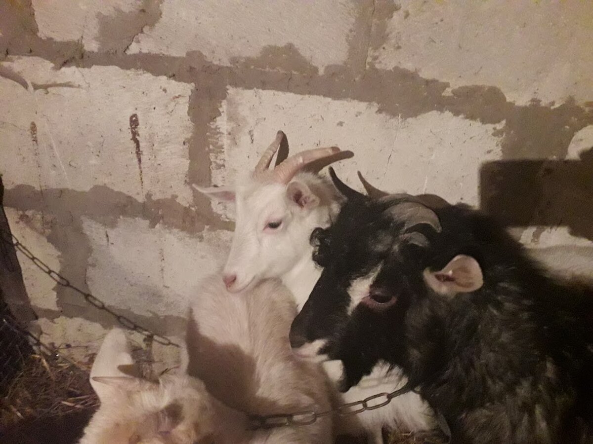 беременная коза Белка предпочитает пока прятаться за широким боком Шоколада