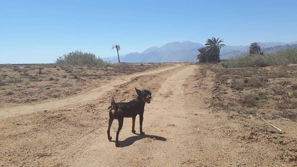 Патрик на дорогах Египта