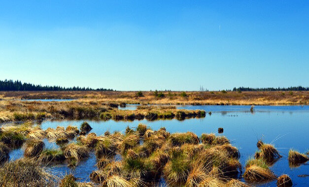Торфяное болото