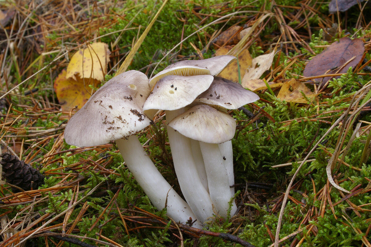 Рядовка грибы фото. Рядовка серая Tricholoma portentosum.. Гриб рядовка серая. Грибы рядовки ядовитые. Рядовка белая.