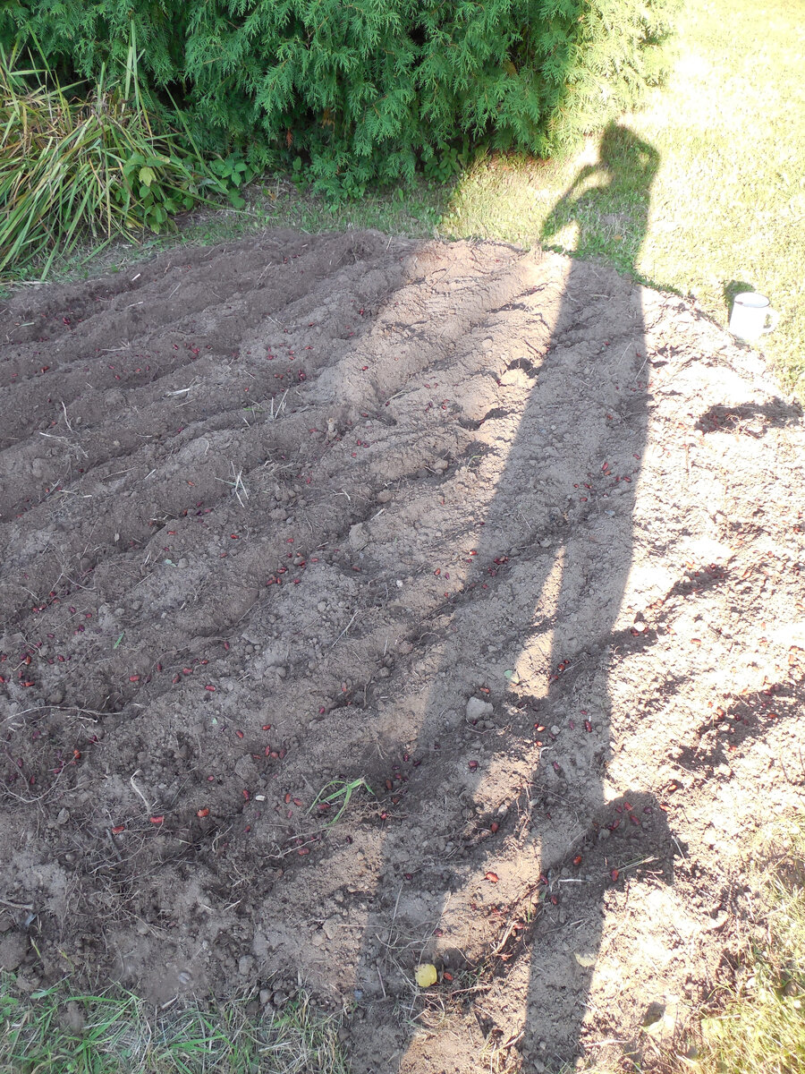 Фотографирую фронт работ. На самом деле я не настолько длинноногая жирафа. Просто такая тень, т.к. дело близко к закату и солнце низко