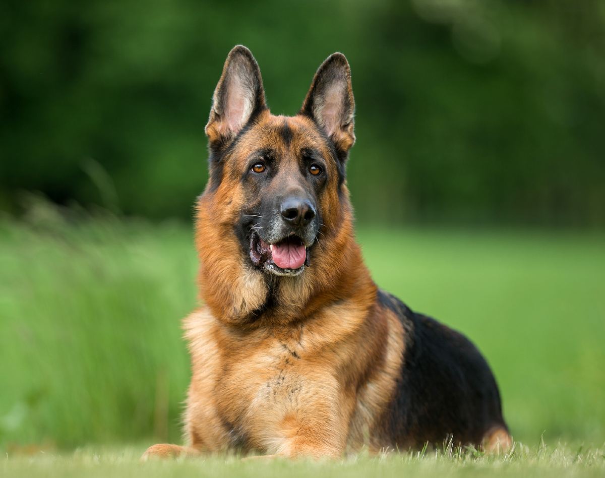 Овчарку немецкую хорошую. Баварская овчарка. German Shepherd немецкая овчарка. Немецкая овчарка Шеферд. Шилонская овчарка.