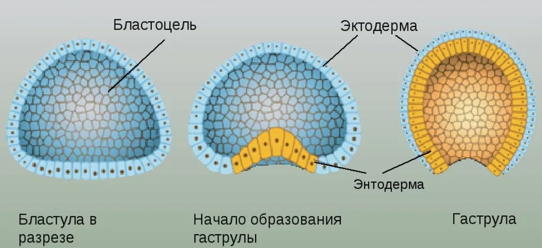 Формирование бластулы. Зигота морула бластула гаструла нейрула. Стадия бластулы ланцетника. Стадии развития бластула гаструла. Гаструла это стадия развития зародыша.