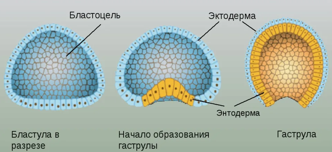 Рассмотрите рисунок на котором изображен процесс образования бластулы многоклеточного зародыша огэ