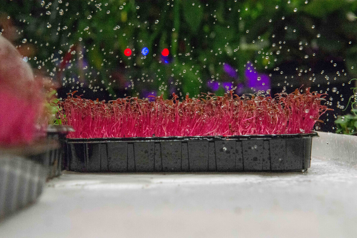 Сочный и яркий амарант - прекрасная витаминная добавка к блюдам 