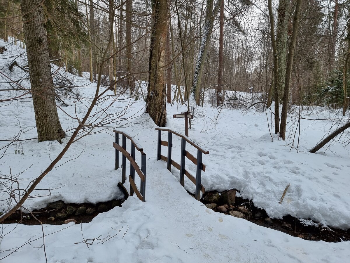 Трудно поверить, но этот лес — тоже Санкт-Петербург
